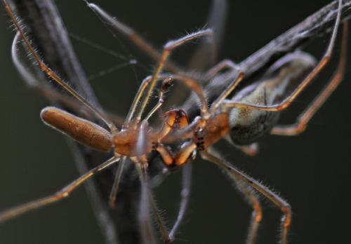 Réf. 327 227 : Tetragnatha sp.